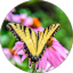 Profile photo of Dora Donis