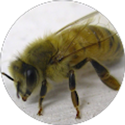 Profile photo of Stephanie Christine