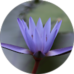 Profile photo of JAYDIP GORE