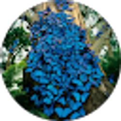 Profile photo of Crystal Nicholson