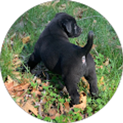 Profile photo of George Woodward