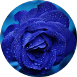 Profile photo of Dawn Oliver