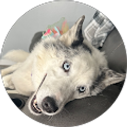 Profile photo of Stephen Kraning