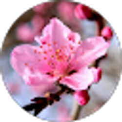 Profile photo of Xuan Ye