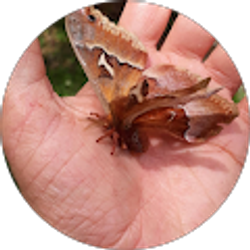 Profile photo of Tirzah Julius