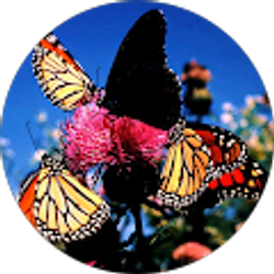 Profile photo of Lisa Bowers