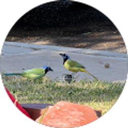 Profile photo of Thomas De La Riva