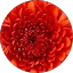 Profile photo of diane emerine