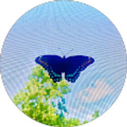 Profile photo of Nicole Ashley