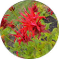 Profile photo of Kristie Warner