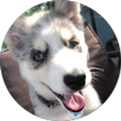 Profile photo of LJ Kennels