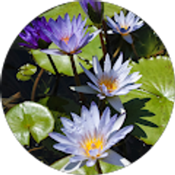 Profile photo of Ana Brown