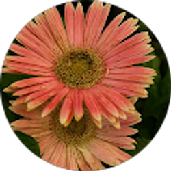 Profile photo of Doris Weiss