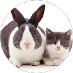 Profile photo of iftekhar