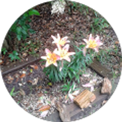 Profile photo of Rachael Watson