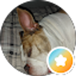 Profile photo of Richard Staus