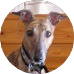 Profile photo of Suzy Harnish