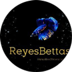 Profile photo of ReyesBettas Reyes