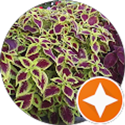 Profile photo of Lenore Carlson