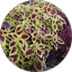 Profile photo of Lenore Carlson