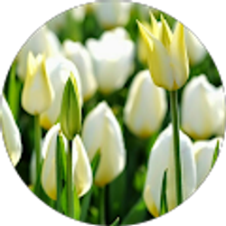 Profile photo of Chantay Drayton