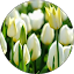 Profile photo of Chantay Drayton