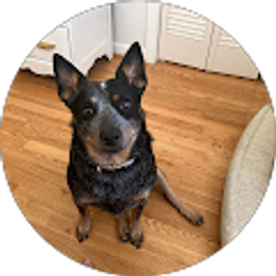 Profile photo of Anthony Farrell