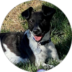 Profile photo of Krista Keesling