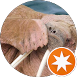 Profile photo of Hadi Al