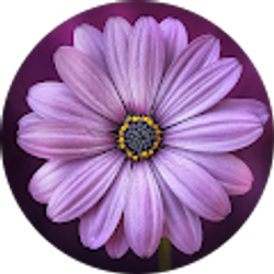 Profile photo of Lindsay P