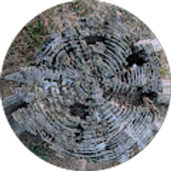 Profile photo of Ewdoot