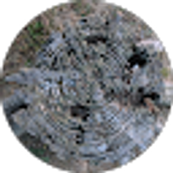 Profile photo of Ewdoot