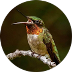 Profile photo of Schuyler Sund