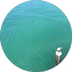 Profile photo of SaltWaterSoulutions Stay Salty