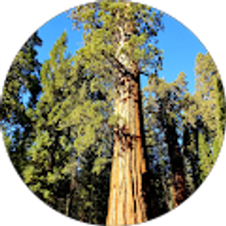 Profile photo of Sequoia Giganteum