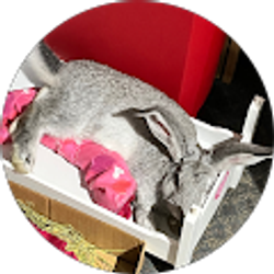 Profile photo of Rose Moore-Blackford