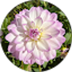 Profile photo of Stephanie Wilson