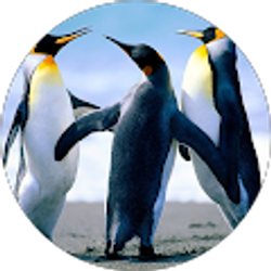 Profile photo of Avedis Mekhjian