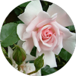 Profile photo of lazara rivero