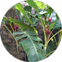 Profile photo of Henry Nguyen