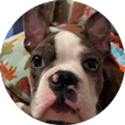 Profile photo of KB dvm