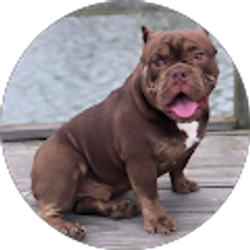 Profile photo of William Johnson