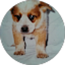 Profile photo of Dave M