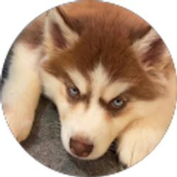 Profile photo of L I