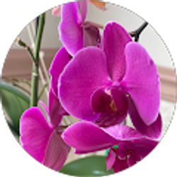 Profile photo of Minh Pham