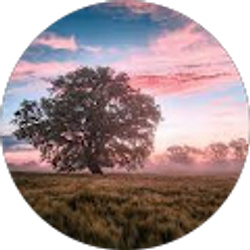 Profile photo of John Han