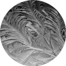 Profile photo of Anthony Tardibuono