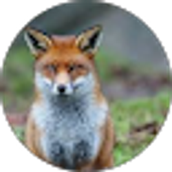 Profile photo of King_chanchan