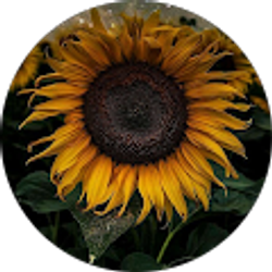 Profile photo of Gabriela Torres