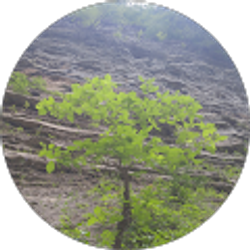 Profile photo of Tom G